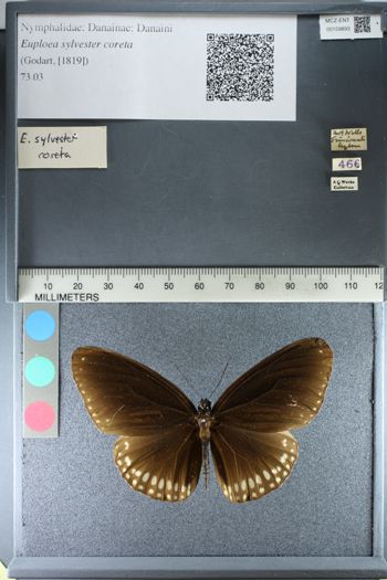 Media type: image;   Entomology 159893